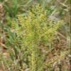 Annual Mugfoot (Artemisia annua) Dried Plant 120 g 14 x 14 cm view 2