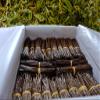 Bourbon vanilla shots (15 pieces - 10-11 cm) Top gourmet quality - Grade A 100% natural from Madagascar view 3