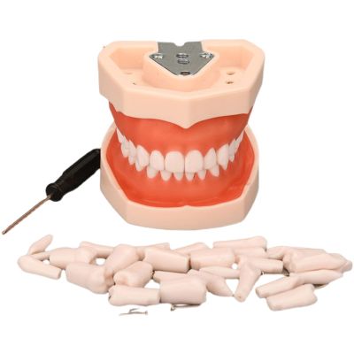DBMGB Teeth Model Soft Gums, Dental Model with Removable Teeth Full Mouth Disassembly Tooth Model Kit for Dental Teaching and Dentist to Communicate with Patients, 1188cm