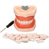 DBMGB Teeth Model Soft Gums, Dental Model with Removable Teeth Full Mouth Disassembly Tooth Model Kit for Dental Teaching and Dentist to Communicate with Patients, 1188cm view 1