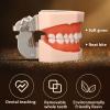 DBMGB Teeth Model Soft Gums, Dental Model with Removable Teeth Full Mouth Disassembly Tooth Model Kit for Dental Teaching and Dentist to Communicate with Patients, 1188cm view 2