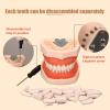 DBMGB Teeth Model Soft Gums, Dental Model with Removable Teeth Full Mouth Disassembly Tooth Model Kit for Dental Teaching and Dentist to Communicate with Patients, 1188cm view 4