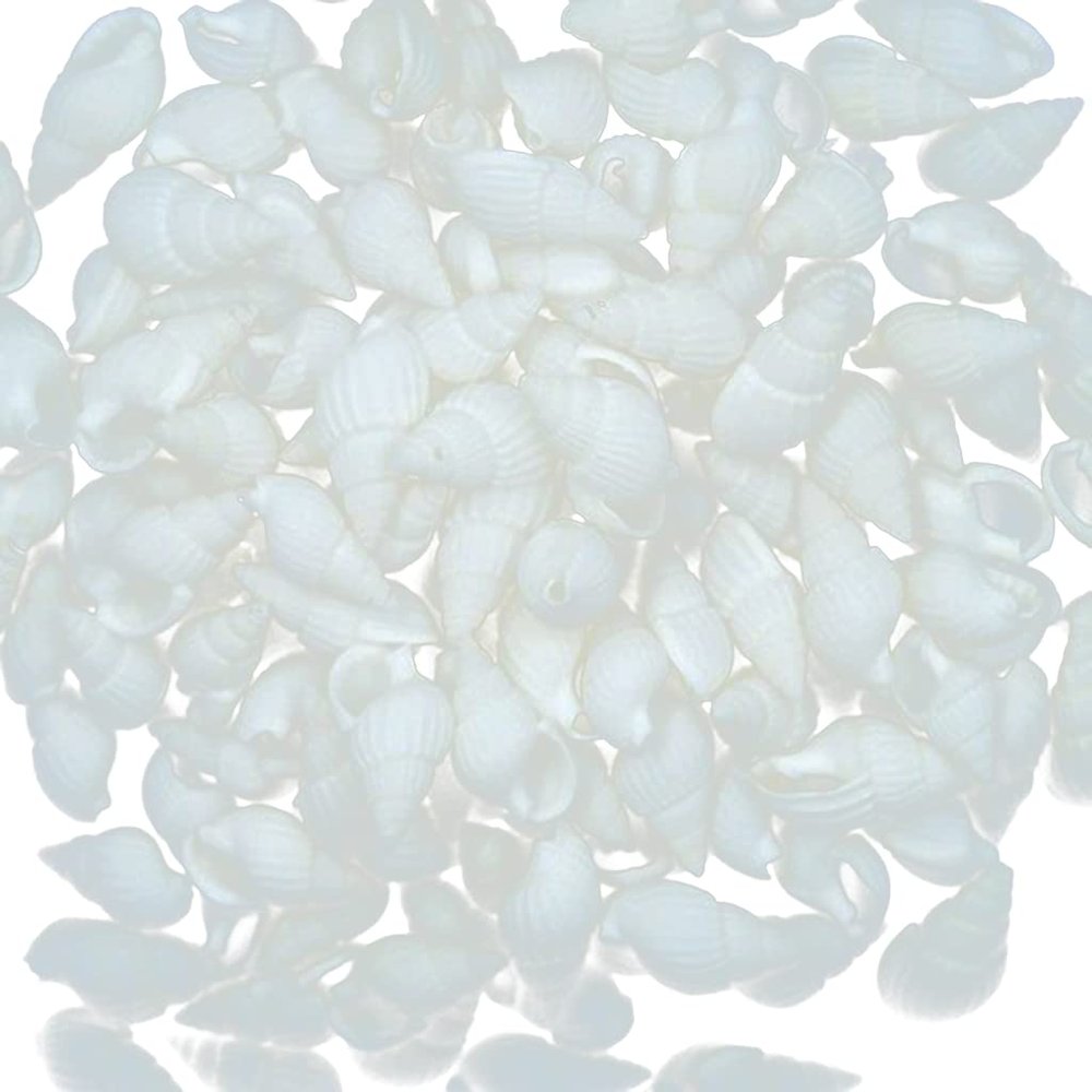 100 Pieces Small Beautiful Top Rare Real Sea Shell Conches Xmas Gift Comfortable and Environmentally