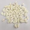 100 Pieces Small Beautiful Top Rare Real Sea Shell Conches Xmas Gift Comfortable and Environmentally view 3