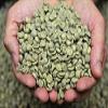 Ethiopian Green Coffee Beans Yirgacheffe Green/Raw 100% Arabica Coffee Beans For Home Roasting (10kg) view 2