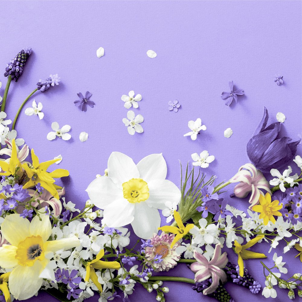 20 Cocktail Napkins Spring on Purple Flowers Easter Table Decoration 24 x 24 cm