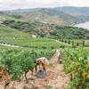Taylors Quinta de Vargellas Vintage Port 2013 in Wooden Gift Box 75cl 20% ABV, 750 view 4