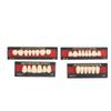 False Teeth, Material Synthetic Resin False Teeth Filling Denture Tooth Care Tool Set of Resin Denture Temporary Tooth Repair view 1