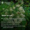 Mimea Angelica Root Cut | 5kg | Quality Ingredients | Great for Distilling | Natural | No Additives | Herbal Remedy view 3