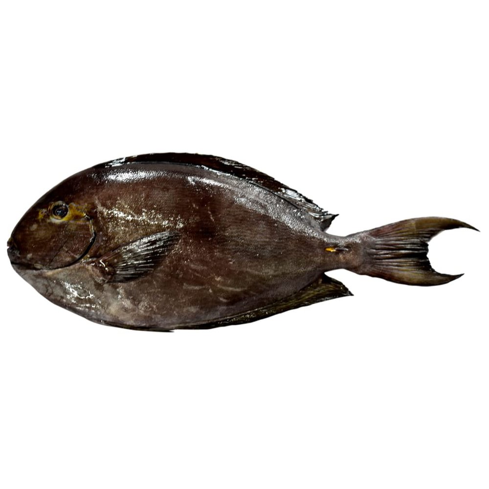 Surgeonfish | Chirurgien 1kg