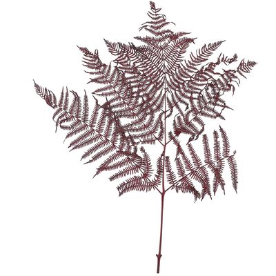 Vosteen Bracken Fern - Pack of 10 - Preserved - Length 60 cm, Width 40 cm - Bordeaux