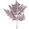Vosteen Bracken Fern - Pack of 10 - Preserved - Length 60 cm, Width 40 cm - Bordeaux view 1