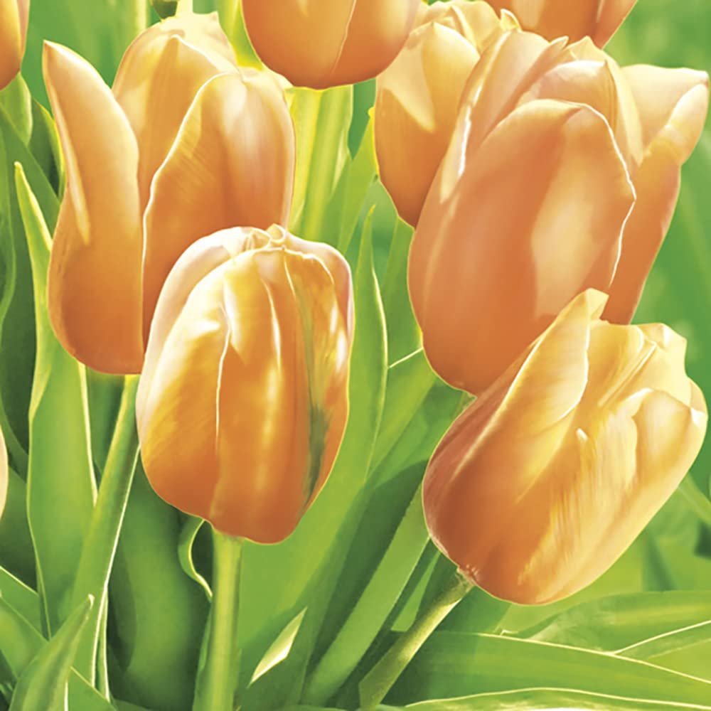 3-Ply Spring Flower Tissue Paper Napkins Serviettes for Decoupage Lunch 33cm x 33cm - Pack of 20 (Fresh Sunny Tulips)