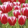 3-Ply Spring Flower Tissue Paper Napkins Serviettes for Decoupage Lunch 33cm x 33cm - Pack of 20 (Red Tulips Power) view 1