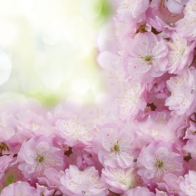 3-Ply Spring Flower Tissue Paper Napkins Serviettes for Decoupage Lunch 33cm x 33cm - Pack of 20 (Blossoming Cherry Frame)