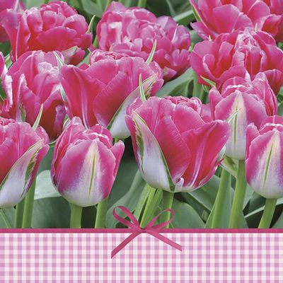 3-Ply Spring Flower Tissue Paper Napkins Serviettes for Decoupage Lunch 33cm x 33cm - Pack of 20 (Pink Tulips Time)