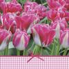 3-Ply Spring Flower Tissue Paper Napkins Serviettes for Decoupage Lunch 33cm x 33cm - Pack of 20 (Pink Tulips Time) view 1