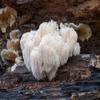Organic Lion Mane Mushroom Extract Powder Contains Polysaccharide 30% by Oils and Herbs UK view 4