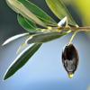 Enios Greek PDO Kalamata Extra Virgin Olive Oil. New Harvest 2025-2026 (500ml). Best Before: Jan-Jun 2027 view 1