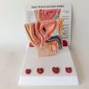 UIGJIOG Prostate Model, 1/2 Cross Cup of Male Human Man Basin Abdominal Cavity Vessie Prostate Health Morbidity Comparison Medical Teaching Explanation Model Doctor-Patient view 2