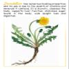 Organic Coffee Root Dandelion - Taraxacum Officinale - Caffeine Free - Detox - 200g - Dary Natury view 4