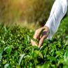 CENVEL Organic Supreme Loose Green Tea Leaves | 100% Pure & Natural | Single Origin | Premium Large-Leaf | Rich in Antioxidants (350g, Organic Green Tea) view 3