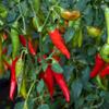 Alpi Nature Chilli Powder 250g 8.8 oz, Dried and Ground Chillies, Ground Hot Chilli Powder view 4