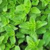 Alpi Nature Oregano Ground 500g 1.1 lb, Dried Ground Oregano Herb for Cooking, Pasta and Pizza view 4