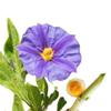Clean Organic Kantakari Fruit Powder - Yellow Fruit Nightshade- 100% Pure and Natural (300) view 4