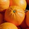 15kg Juicing Oranges From The Veg Box Company view 2