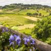 TENUTA TORCIANO Gift Voucher - Getaway in Tuscany - 1 night stay and olive oil tasting (for 2 people) view 4