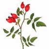 Rosehip Shells Cut Fine from Mimea - Great for Tea or Supplement 5kg view 2