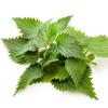 Nettle Root Cut from Mimea 5kg view 2