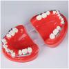 PURFWOG Dental Typodont Adult Demonstration Teeth Model with Mental Teeth Orthodontic Braces Model with Ligature Ties Red view 3