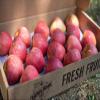 Pound Veg Orchard Fresh Gala Apple Box 36-44 Apples (depends on apple size) view 1