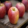 Pound Veg Orchard Fresh Gala Apple Box 36-44 Apples (depends on apple size) view 2