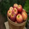 Pound Veg Orchard Fresh Gala Apple Box 36-44 Apples (depends on apple size) view 3