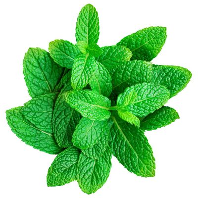 Fresh Mint  10 Bunches of Aromatic Garden Mint, Perfect for Cooking, Drinks & Garnishes