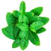 Fresh Mint  10 Bunches of Aromatic Garden Mint, Perfect for Cooking, Drinks & Garnishes view 1