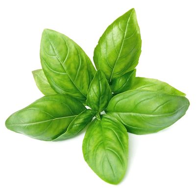 Fresh Basil 10 Bunch | Premium Culinary Herb | Aromatic Leaves for Cooking, Pesto, Salads & Garnishing | Farm Fresh | Ideal for Home, Restaurants & Catering