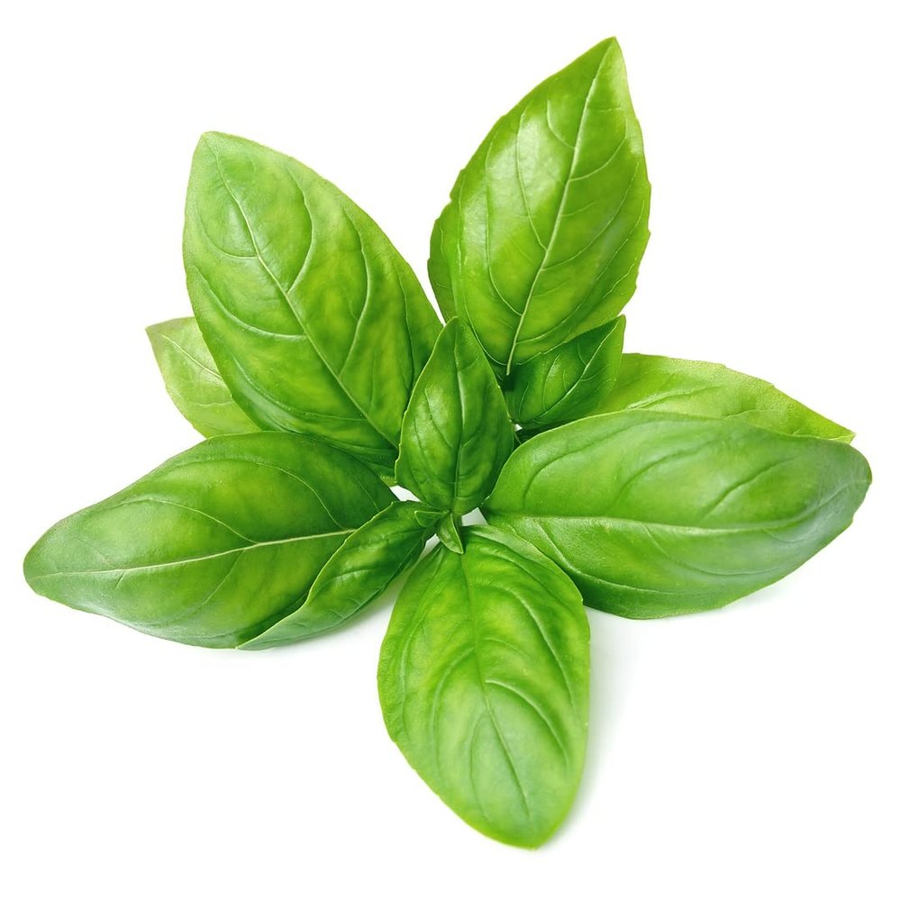 Fresh Basil 10 Bunch | Premium Culinary Herb | Aromatic Leaves for Cooking, Pesto, Salads & Garnishing | Farm Fresh | Ideal for Home, Restaurants & Catering