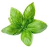 Fresh Basil 10 Bunch | Premium Culinary Herb | Aromatic Leaves for Cooking, Pesto, Salads & Garnishing | Farm Fresh | Ideal for Home, Restaurants & Catering view 1
