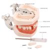 BFEIWGHA Teeth Teaching Model Standard Teeth Model Adult Teeth Model Removable Teeth Model And Soft Gums, 28 Teeth Dental Implant Model For Dental Teaching Or Oral Care view 2