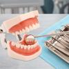BFEIWGHA Teeth Teaching Model Standard Teeth Model Adult Teeth Model Removable Teeth Model And Soft Gums, 28 Teeth Dental Implant Model For Dental Teaching Or Oral Care view 4