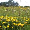 Wildflower Meadow Seeds for Dry, Sandy Loam Soil Types 80/20 (100 g) view 2