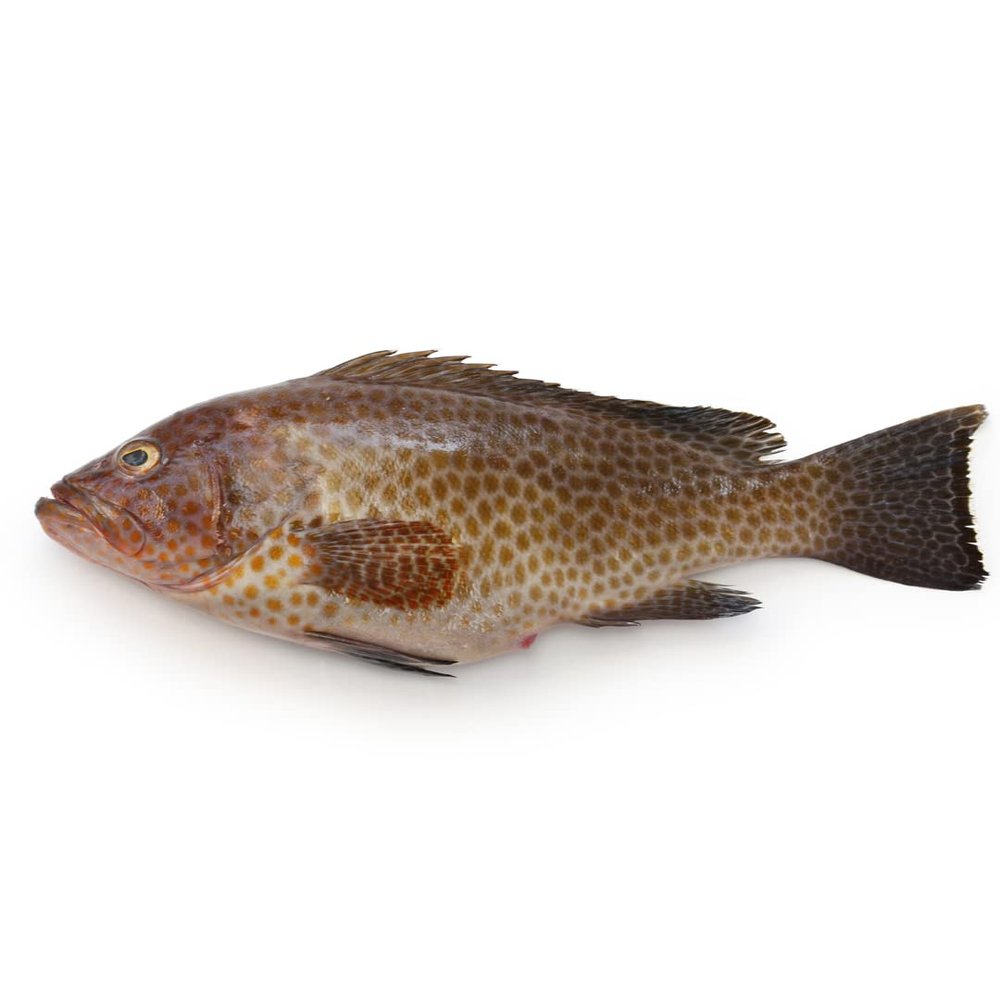 Whole Grouper 500-750gr x 2 unit