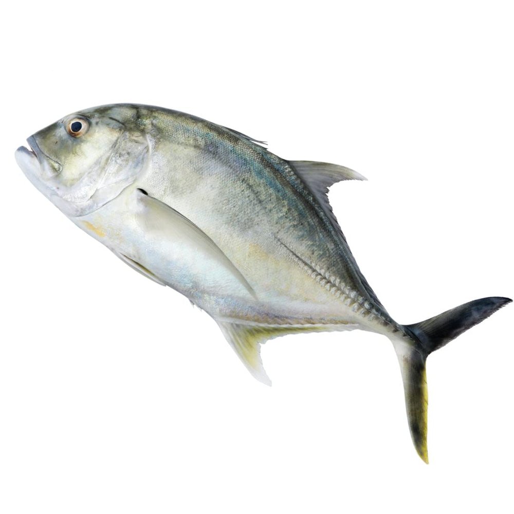 Fresh Trevally 2kg