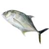 Fresh Trevally 2kg view 1