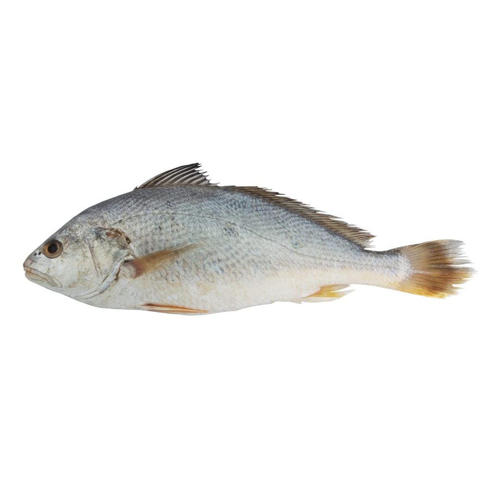 Frozen Croaker 1000g  Premium Whole Fish, Cleaned & Ready to Cook, Rich Flavour & Firm Texture, Ideal for Grilling, Frying & Stews