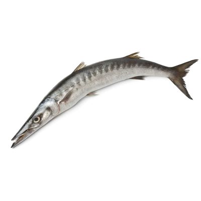Whole Barracuda 1.5-2kg